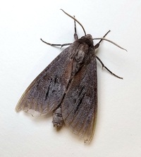 Lapara coniferarum