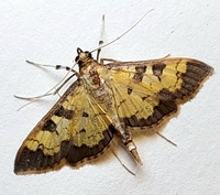 Diacme adipaloides