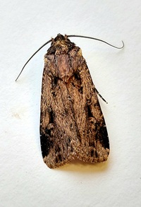 Feltia subterranea