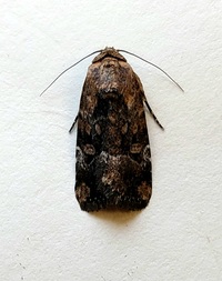 Elaphria chalcedonia