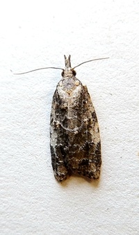 Platynota exasperatana