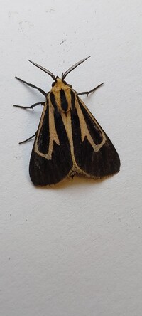 Apantesis vittata