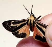 Apantesis vittata