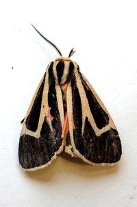 Apantesis vittata