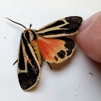 Apantesis vittata