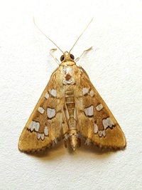 Diastictis baccatalis