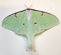 Actias luna