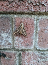 Hyles lineata