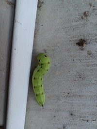 Xylophanes tersa