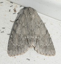 Acronicta americana