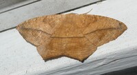 Prochoerodes lineola