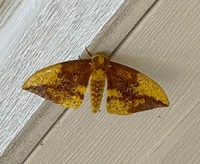 Eacles imperialis