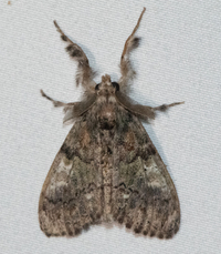 Dasychira basiflava