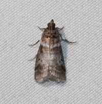Sciota uvinella