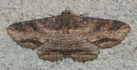 Zale lunata