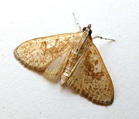 Palpita unidentified species