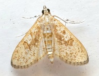 Palpita unidentified species