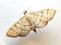 Blepharomastix ranalis