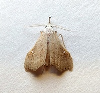 Redectis vitrea