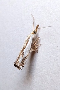 Crambus agitatellus