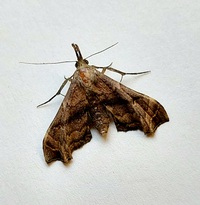 Palthis asopialis