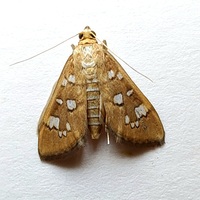 Diastictis baccatalis