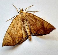 Eulithis gracilineata