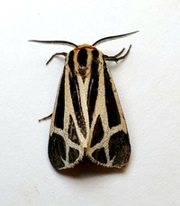 Apantesis phalerata