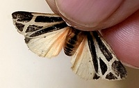 Apantesis phalerata
