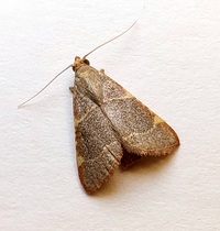 Hypsopygia binodulalis