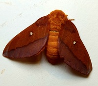 Anisota virginiensis