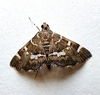 Hymenia perspectalis