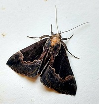 Hypena baltimoralis