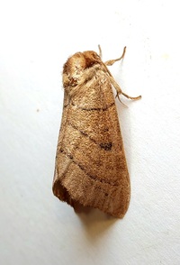 Datana major