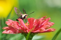 Hemaris diffinis