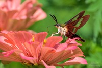 Hemaris thysbe