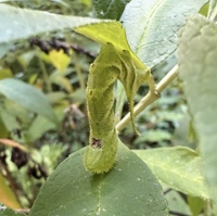 Manduca rustica
