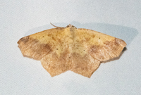 Antepione thisoaria