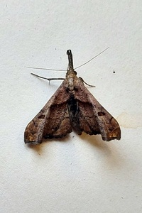 Palthis angulalis