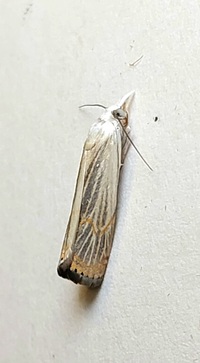 Parapediasia decorellus