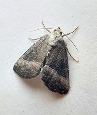Ogdoconta cinereola