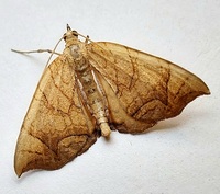 Eulithis gracilineata
