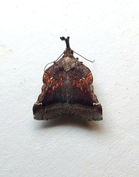 Clydonopteron sacculana