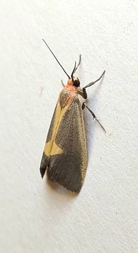 Cisthene plumbea