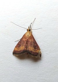 Pyrausta rubricalis