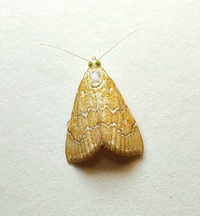 Glaphyria sesquistrialis