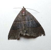 Parallelia bistriaris