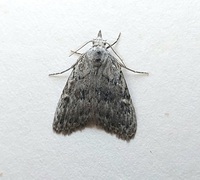 Nola clethrae
