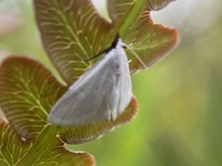 Leptosteges vestaliella