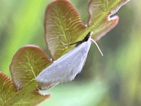 Leptosteges vestaliella